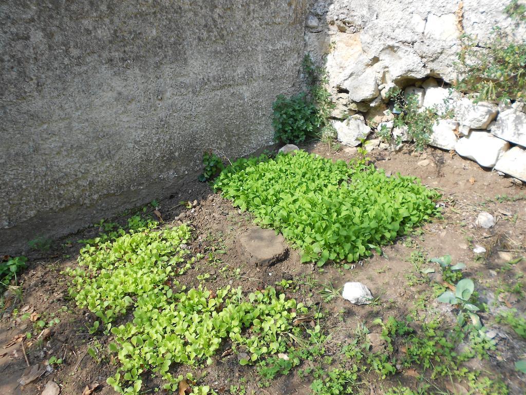 רגוזה Villa Victoria מראה חיצוני תמונה